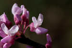 Eastern redbud